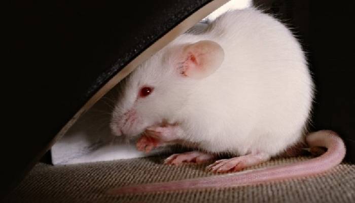 Đánh số gì khi mơ thấy chuột?