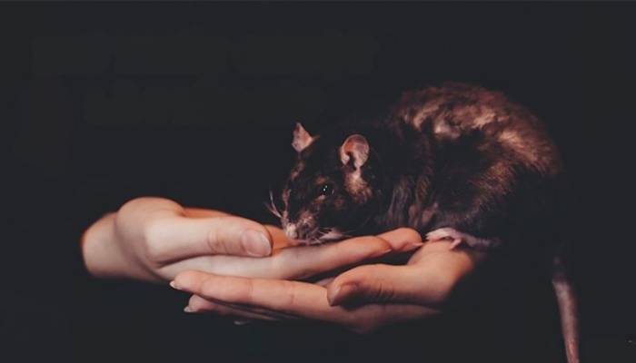 Mơ thấy bản thân nuôi chuột